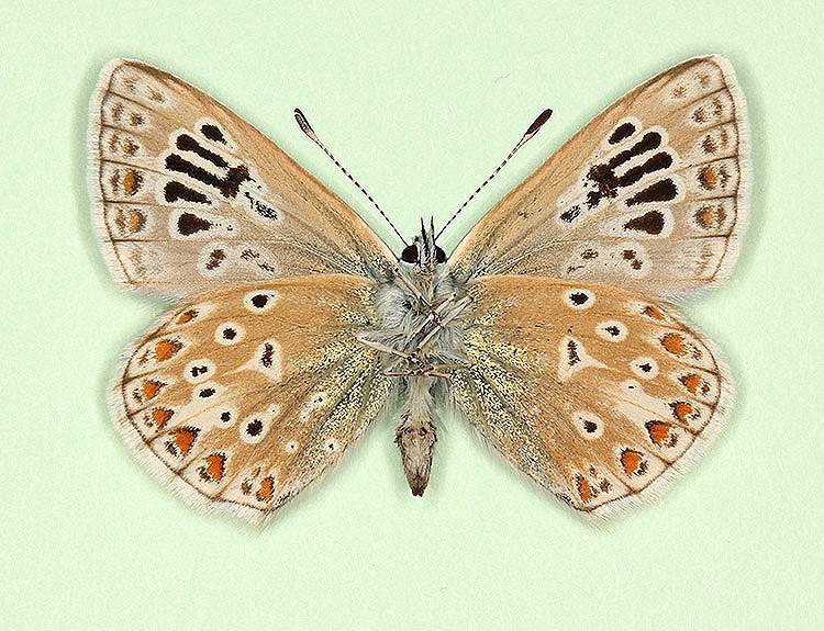 Polyommatus icarus male (aberrant form digittata, verso) (Internet Image property of respective owner, non-commercial use only)
